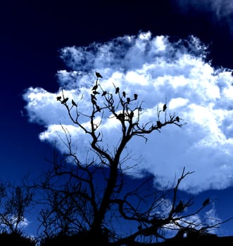 A lot of birds sitting on a silhouetted tree with an attractive sky background.