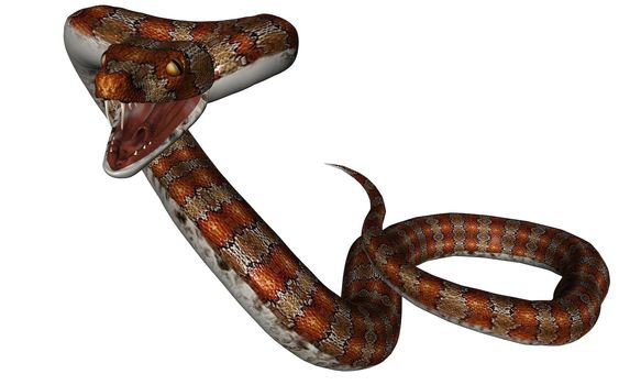 3D rendered snake on white background isloated