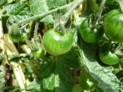 Some green tomatoes that have not fully matured yet. 