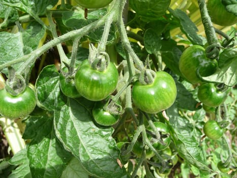 Some green tomatoes that have not fully matured yet. 