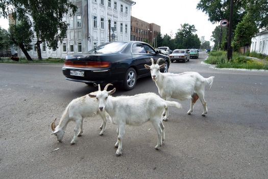 Goats on one of streets of the Siberian small town Yeniseisk