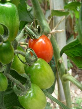 Some red and green floridity Tomatoes growing in a garden. 