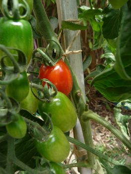 Some red and green floridity Tomatoes growing in a garden. 