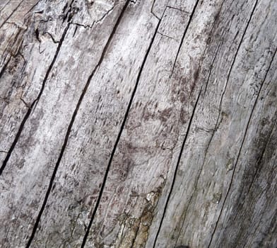 A tree background texture that has no bark. 