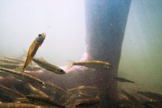 One of the smallest small fishes - a minnow (Phoxinus phoxinus). Lives in cold water as the trout, and buries in silt as a crucian in the winter. Sometimes, in the summer, gathers in the huge flights numbering thousand of fishes. The picture is made on the Siberian river Caen (inflow of Yenisei).