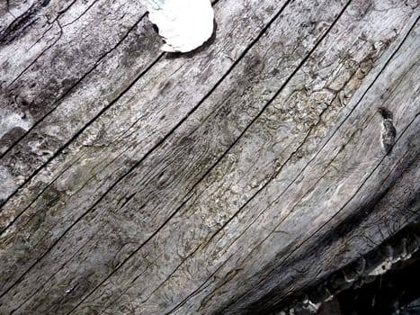 A tree background texture that has no bark. 