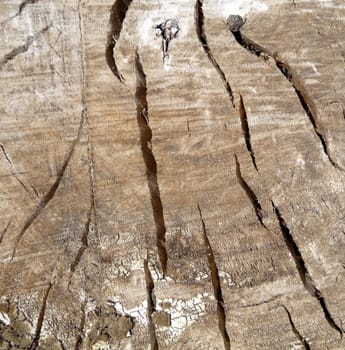 A tree background texture that has no bark. 