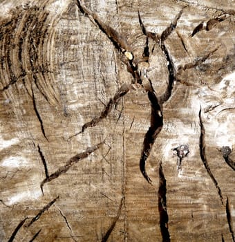 A tree background texture that has no bark. 