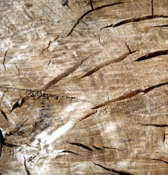 A tree background texture that has no bark. 