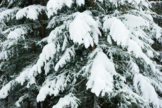 Snowy fir trees background