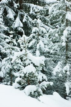 Snowy fir trees background