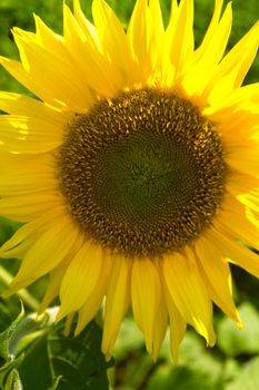 Close up of sunflower with green background.