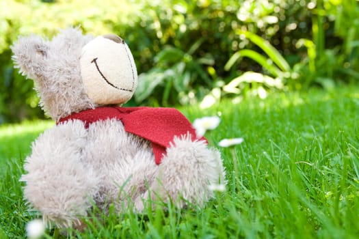 Daisies in front of a teddy bear. 