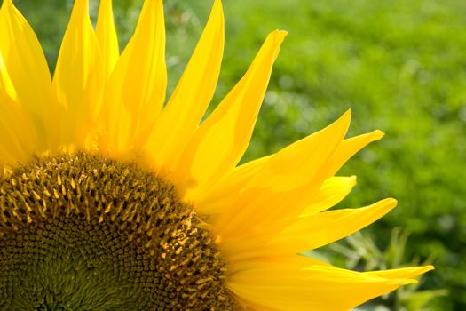 Close up of sunflower with green background.