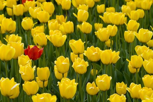 Yellow and one red tulip