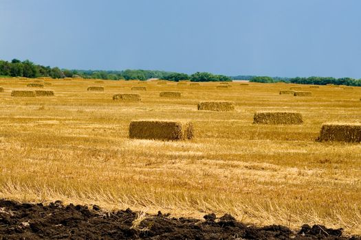  	The collected straw