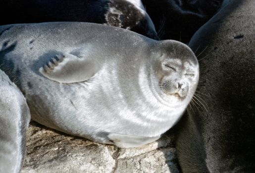 Very cautious Baikal seal, suits rookeries on archipelago Ushkanego stones in the central part of the deepest and pure lake of our planet in the summer