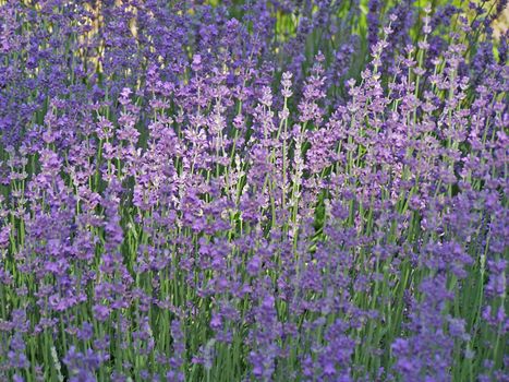 Close up of the blooming lavender. June.