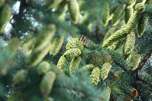 Close up of the Christmas tree branches and cons