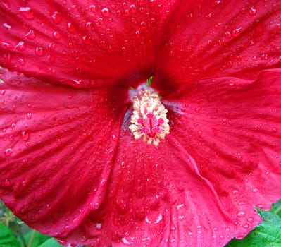 A red flower wet after the rain.

