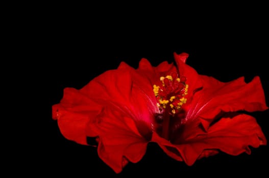 close up of a red hibiscus on a dark background 