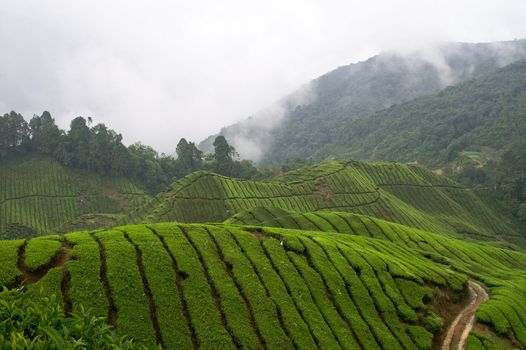 asian tea field in the mountains with rain clouds in the back 