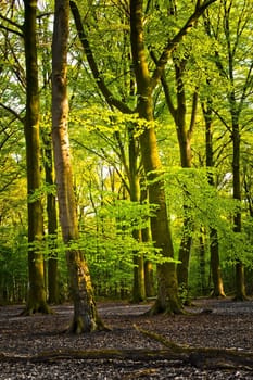 vertical bright green forest