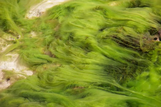 Green ooze in flowing water