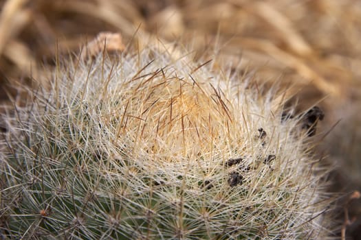 Close up of a cactus in mountain wilderness