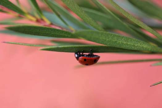 ladybug