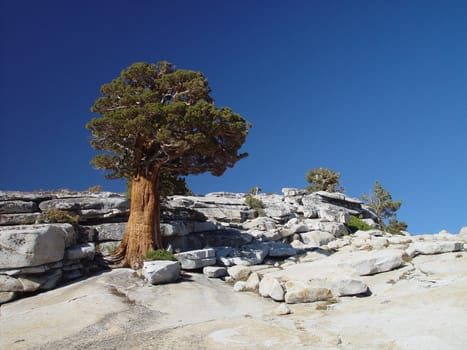 A juniper tree grows out of exposed white granite 