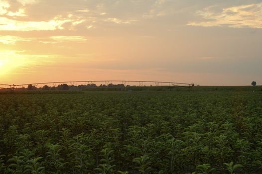 fied in northern italy padana plain irrigated by water pumps and long pipes