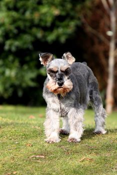 miniature schnauzer