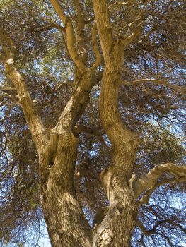 Close-up photo of an old tree.