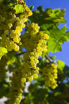 Vine of grapes under the sun