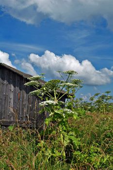 Landscape with a poisonous plant on a background of the sky