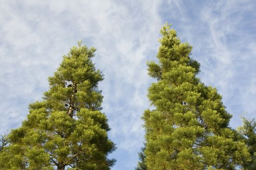 Two pine trees with blue sky and wispy clouds behind them.