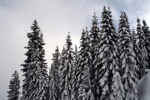 Snow covered evergreen trees high up in the Cascade Mountains.