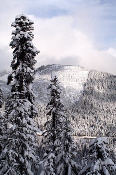Snow covered evergreen trees high up in the Cascade Mountains.