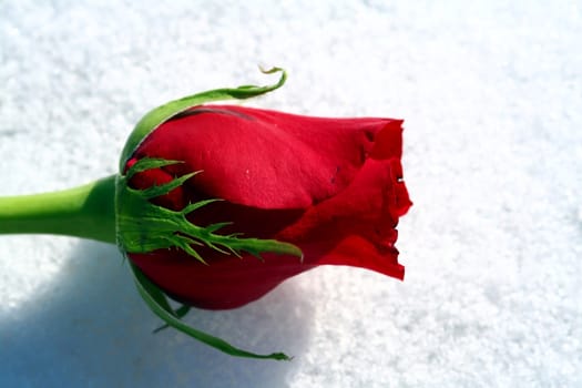 A red rose on a bed of pure white snow.