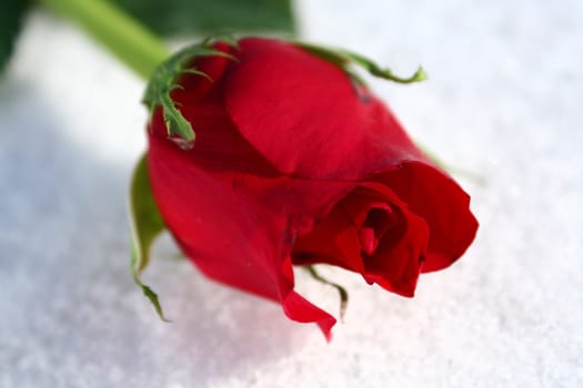 A red rose on a bed of pure white snow.