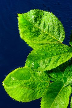 Droplets on the surface of the green leaf