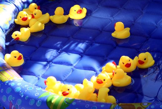 A flock of rubber ducks floating in a pool.