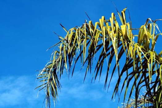 A palm leaf against a blue sky.