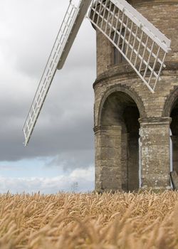 An old stone windmill in a field on corn. Located in Chesterton in England.
