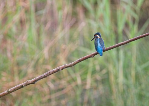 A Kingfisher - Alcedo atthis - perched by the water on a branch.