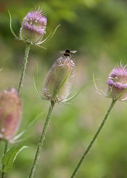 Seedheads of the Teasel plant, one with a bumblebee.