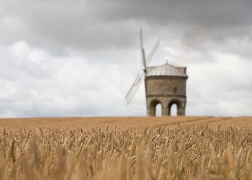 A stone windmill in a cornfield. Focus on the corn crop.