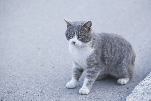 Gre cat sitting on the road