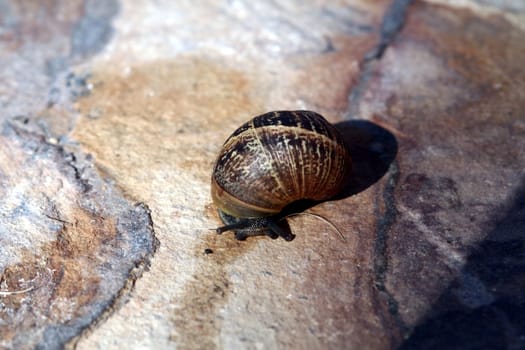 A little snail moving along a rock.